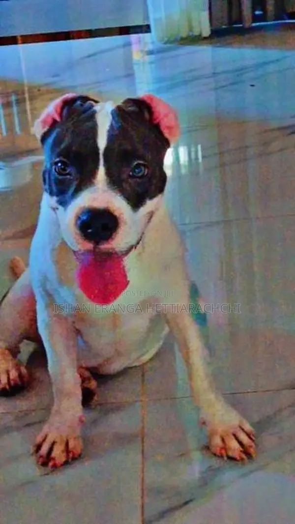 American Bully Puppy