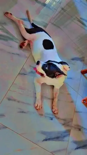 American Bully Puppy