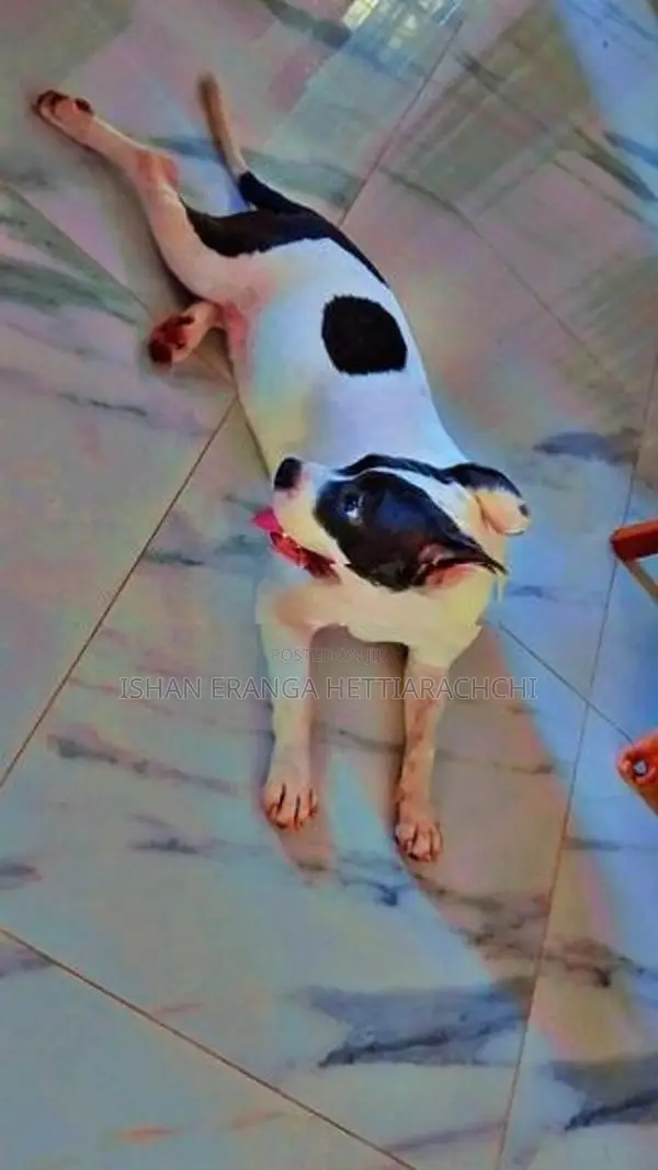 American Bully Puppy