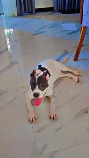 American Bully Puppy