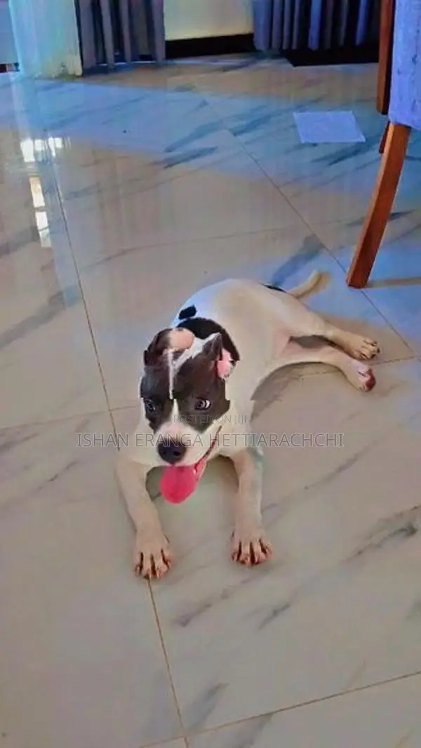 American Bully Puppy