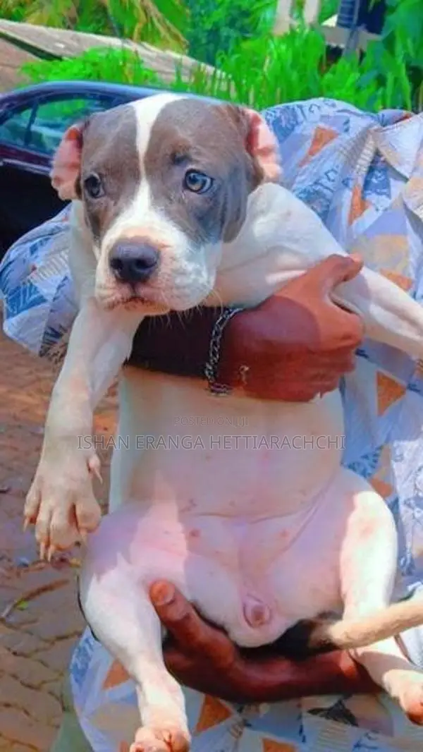 American Bully Puppy
