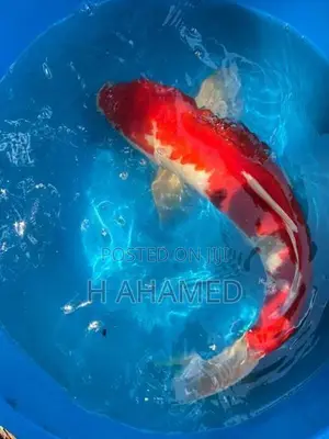 3 Koi ( Kohaku)