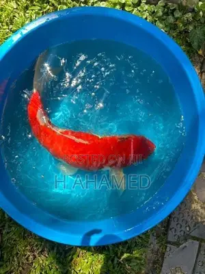 3 Koi ( Kohaku)