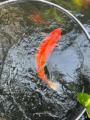 3 Koi ( Kohaku)