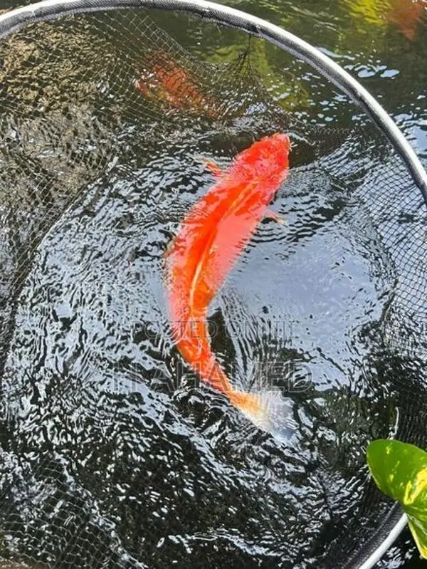 3 Koi ( Kohaku)