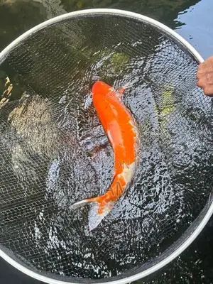 3 Koi ( Kohaku)