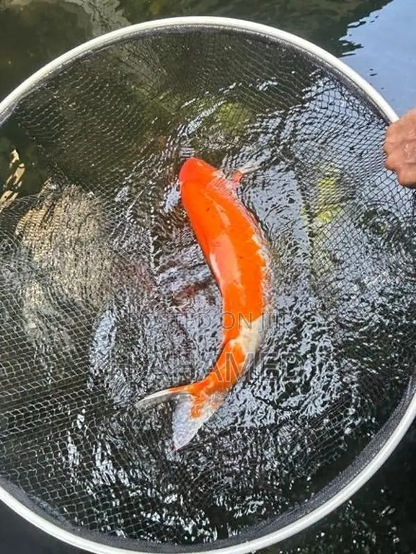 3 Koi ( Kohaku)