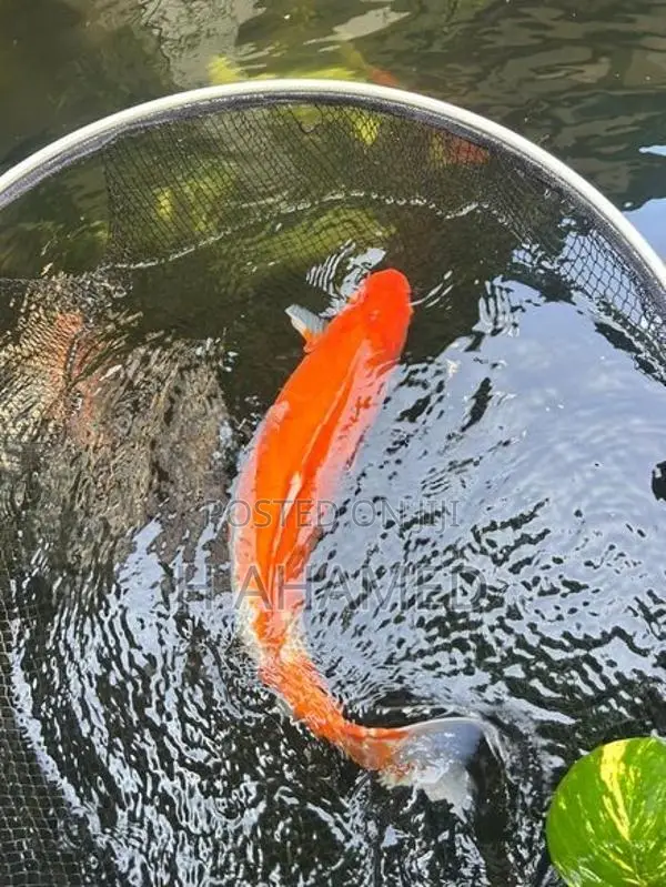 3 Koi ( Kohaku)