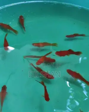 Full Red Swordtail