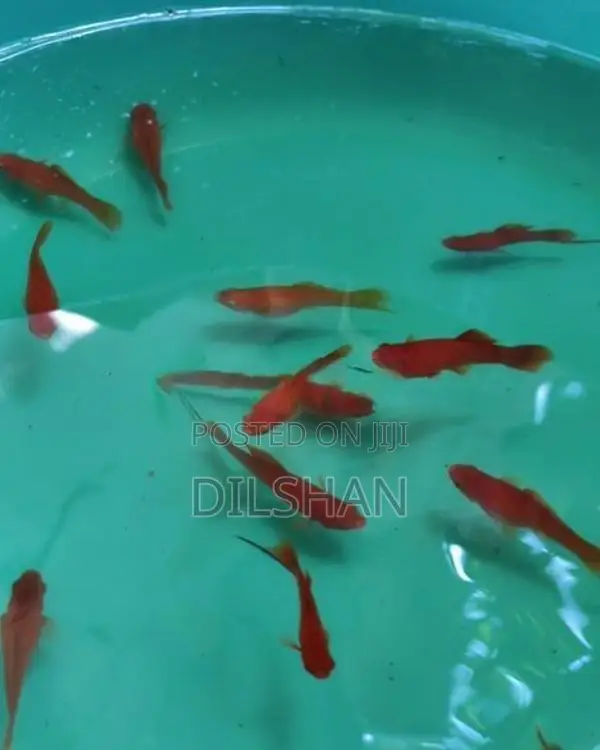Full Red Swordtail