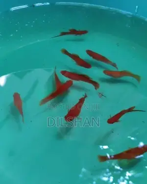 Full Red Swordtail