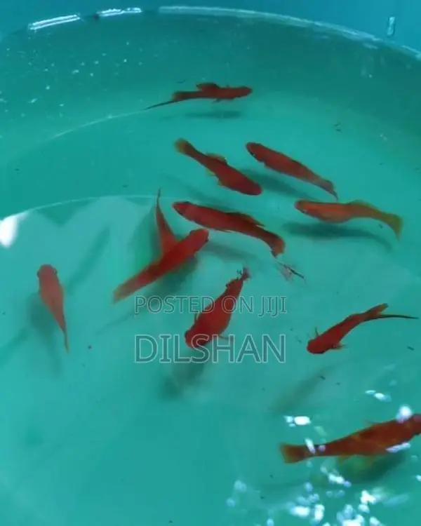 Full Red Swordtail