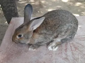 Rabbit