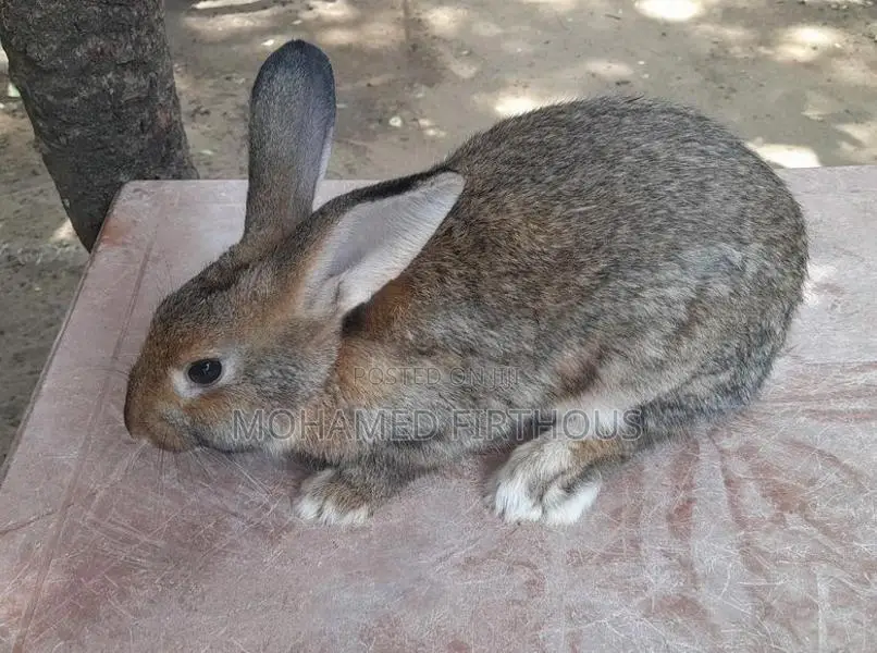 Rabbit