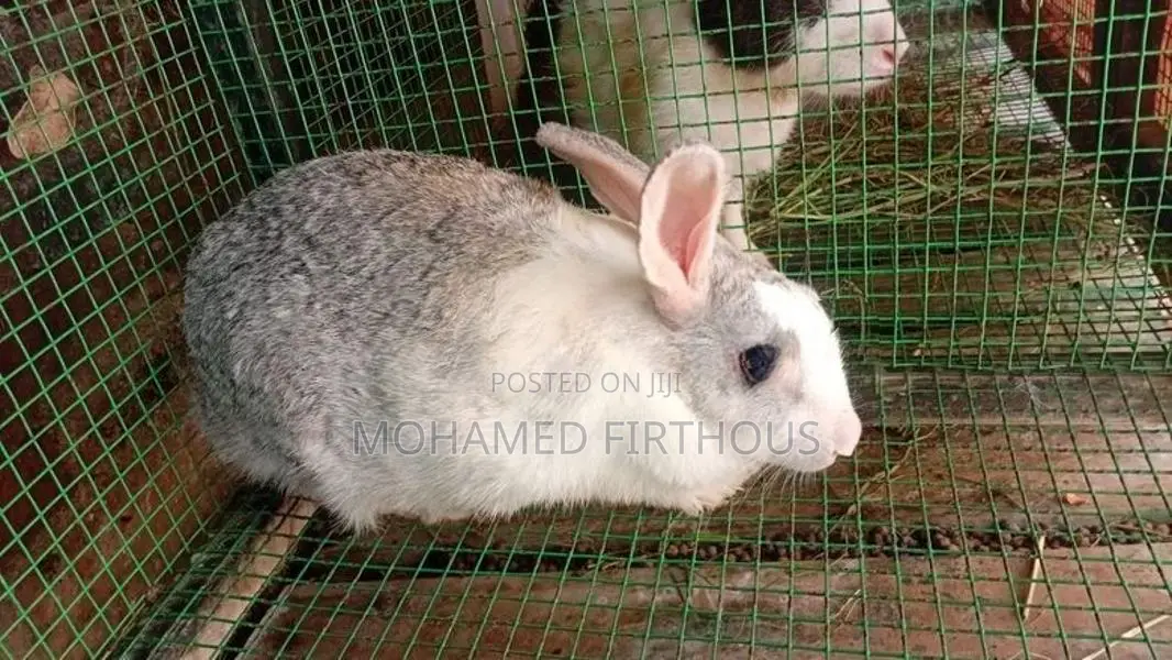Rabbit