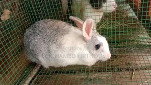 Rabbit