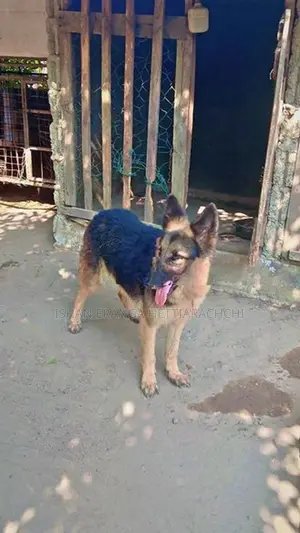 German Shepherd Female Dog
