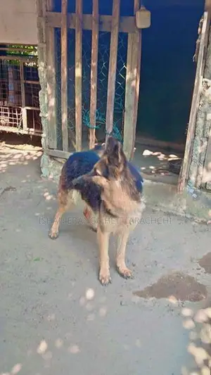 German Shepherd Female Dog