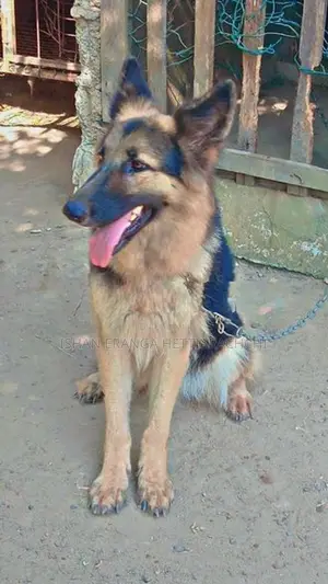 German Shepherd Female Dog