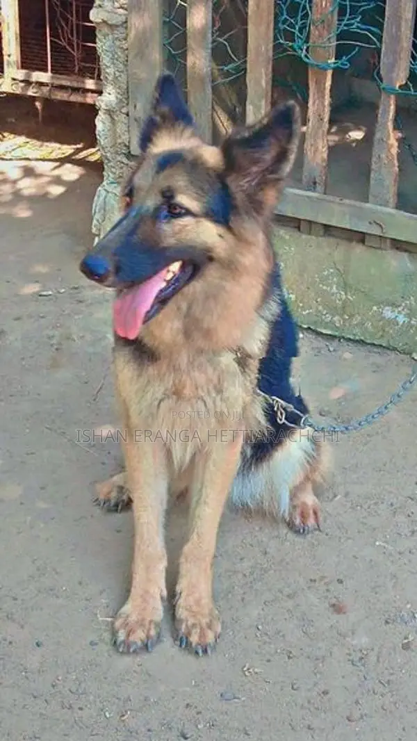 German Shepherd Female Dog