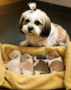 Shih Tzu Puppies