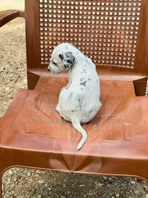 Dalmatian Dog