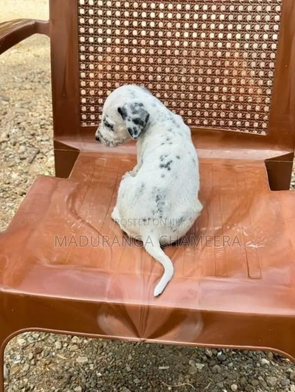 Dalmatian Dog