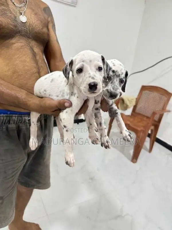 Dalmatian Dog