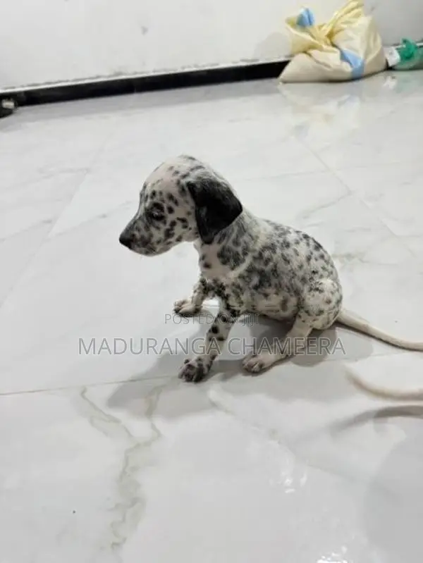 Dalmatian Dog