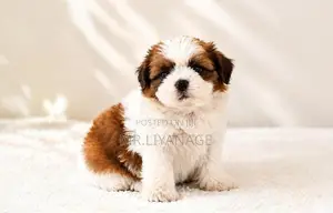 Shih Tzu Puppies