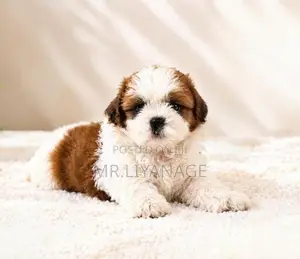 Shih Tzu Puppies