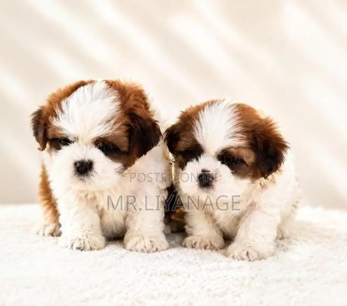 Shih Tzu Puppies