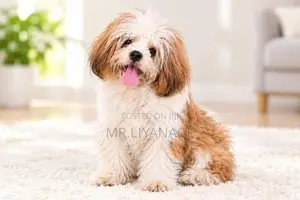 Shih Tzu Puppies