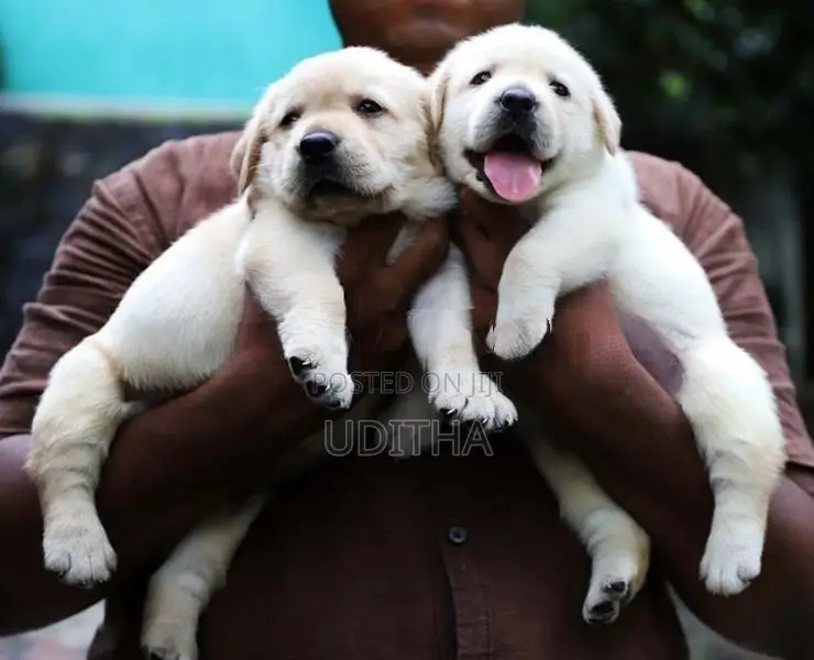 Labrador Retriever Puppies