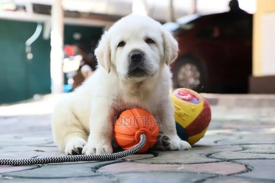 Labrador Retriever Puppies
