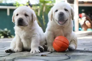 Labrador Retriever Puppies