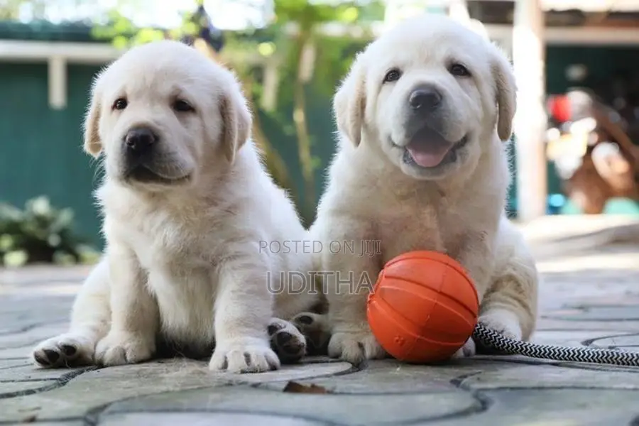 Labrador Retriever Puppies
