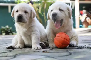 Labrador Retriever Puppies