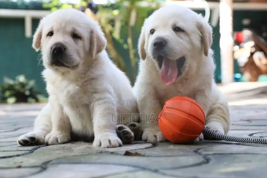 Labrador Retriever Puppies