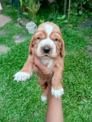 Cocker Spaniel