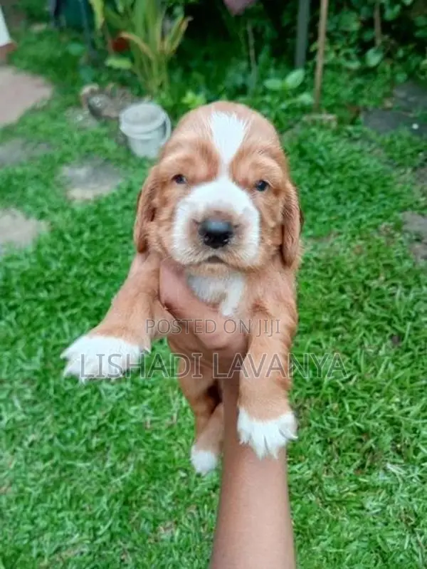 Cocker Spaniel