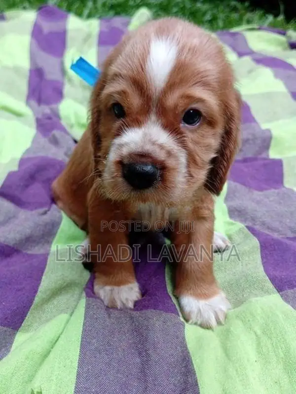 Cocker Spaniel