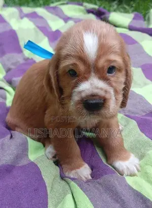 Cocker Spaniel