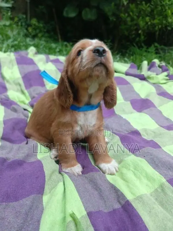 Cocker Spaniel