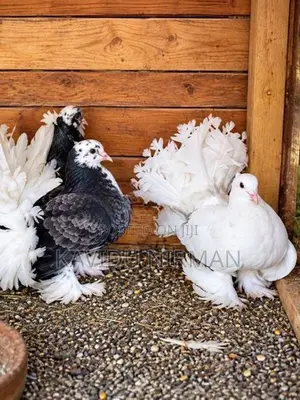 Fantail Pigeon