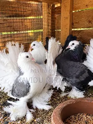 Fantail Pigeon