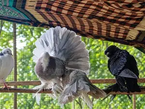 Fantail Pigeon