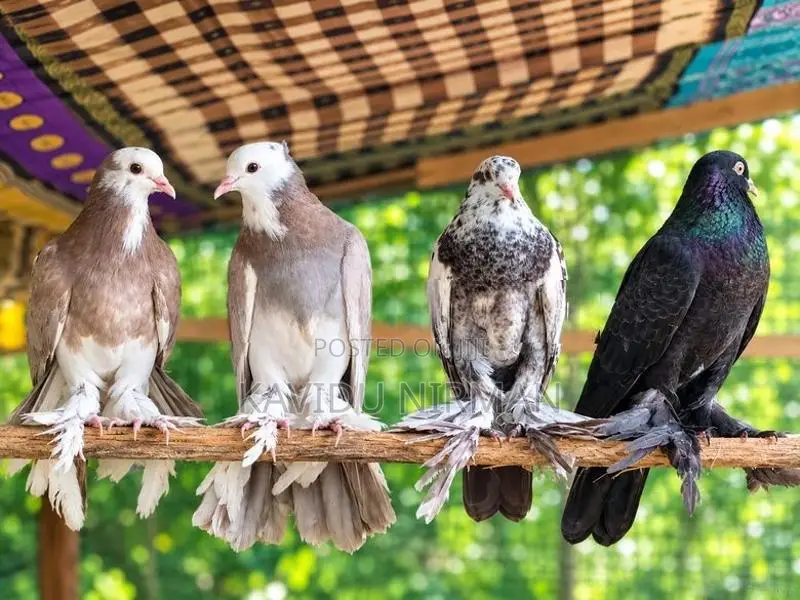 Fantail Pigeon