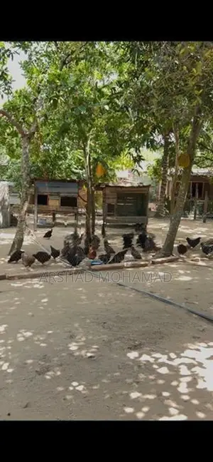 Gam Kukulan
